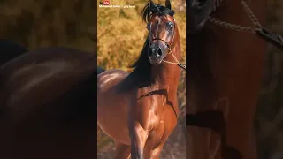 سرعة الحصان العربي الاصيل ماشاء الله 