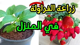 طريقة زراعة الفراولة في المنزل من الفراولة إلي بنشتريها من السوق 