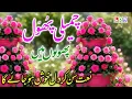 Download Lagu Chameli Phool Phoolon Mein Naat - Season 12 - kids Naat - Urdu Naat - Naat - Lahori dil walay