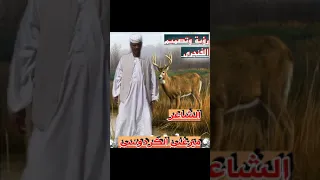 أجمل شعر سوداني شاعر البطانه الاول ميرغني الكردوسي 