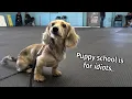 Download Lagu Ep 37: It's a DAPHNE DAY! — (Cute Dachshund Puppy Vlog)