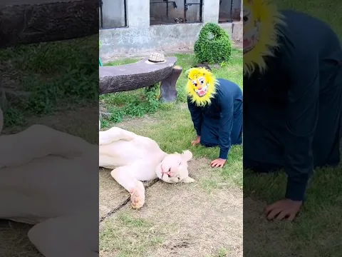 I pranked the lion while he is sleeping😂#lion #lionhub #shorts
