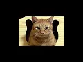 we're all eating each other - Juliet Ivy [แปลเล่น]