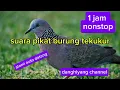 Download Lagu suara pikat burung tekukur#berburuterbaru #berpetualangandikanpung #hunting #tekukur