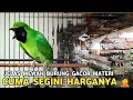 Lagu INI JELAS MEWAH || NEMU DIKIOS POJOKAN CUCAK IJO GACOR ISIAN SEGUDANG CALON JUARA !!!