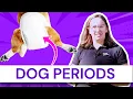 Dog Periods When your dog is in heat and bleeding