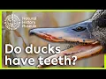Download Lagu Do ducks have teeth? | Surprising Science