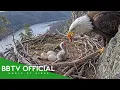 Bald Eagle 180 Days From Egg to Survivor Part 1
