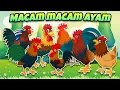 Download Lagu LAGU AYAM MACAM MACAM AYAM LAGU ANAK INDONESIA POPULER