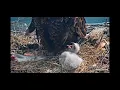 Two Harbors Bald Eagle Cam 2023 explore org