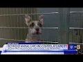 This is your sign RACC at capacity doing no-fee adoption this weekend