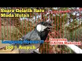 Lagu Gelatik Batu Gelatik Wingko Gacor cocok untuk pancingan Gelatik lain Langsung Gacor Maksimal !!