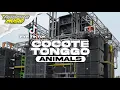 Download Lagu DJ COCOTE TONGGO X ANIMALS X TRAP NGUK🔥||BY MAINDRA MUSIC PRODUCTION
