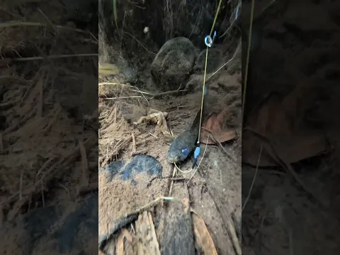 Sepasang Limbata Hijau Bersirip Biru