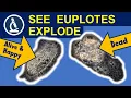 I watched CELLS explodes under the microscope 206