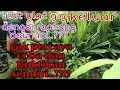 Download Lagu Yuk caba dan buktikan sendiri dengan batang daun ini???  di jamin ulat\