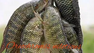 Download NILE TILAPIA (Oreochromis niloticus) MP3
