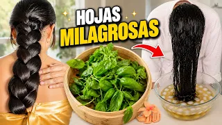 Puse ESTAS HOJAS en mi cabello… y NO esperaba esto 😱🌿