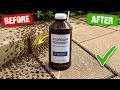 20 Pests Hydrogen Peroxide KILLS Dead Roaches Ants Bedbugs Fleas More