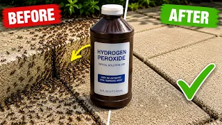 20 Pests Hydrogen Peroxide KILLS Dead Roaches Ants Bedbugs Fleas More
