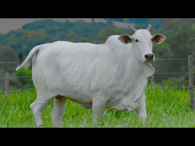 Matriz Nelore RFA - 6092