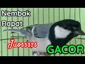 Download Lagu Pancingan emosi burung gelatik batu gacor