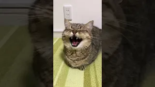 Https Www Youtube Com Live TBverhiqrc0 Si 9YYiLUgy5xIVb9dP 