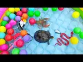 Download Lagu Menemukan Kura-kura, Ikan Mas, Ikan Cupang, Belut, Pinguin, Ikan Buntal, Ikan Koi