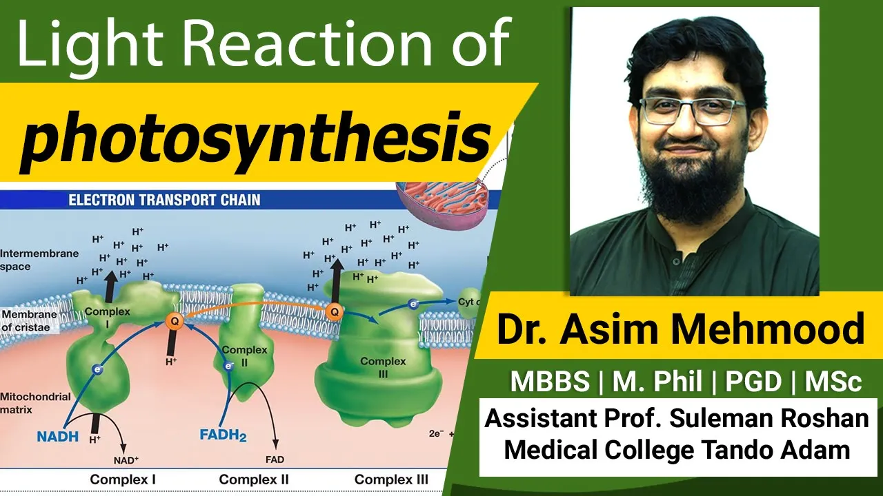 Light Reaction of Photosynthesis ( Hindi / Urdu )