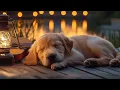Download Lagu 12 Hours Calming Dog Music🎵 Soothing Sleep Music for Dogs 🐶Anti Anxiety💖Relaxation Music Dog
