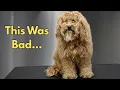 Severely Matted Cocker Spaniel Mix Gets a HUGE Transformation