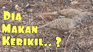 burung perkutut mencari makanan di tanah