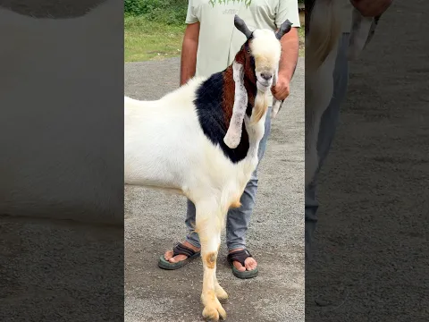 Shandaar Kota Bakra