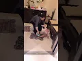 Download Lagu Nayla Ngga Mau Ditinggal Ate Opi 😭🙏🏻 sc: nayla_shafaraputri dan pratiwi_noviyanthi