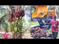 Download Lagu Beginilah Sistem Kerja Sawit Di Malaysia Kerja Sedikit Gaji banyak