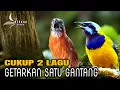 Download Lagu 🔴2 LAGU MEWAH‼️GETARKAN SATU GANTANGAN - CUCAK CUNGKOK, TEPUS KEPALA ABU masuk murai batu ijo konin