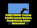 ICARUS Wildlife Tracking Satellite System Resumes Revolutionizing Animal Observation