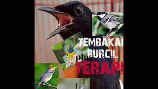 masteran tembakan burcil