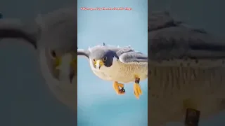 سرعة طائر الشاهين ودقته في اصطياد فريسته   الطير الحر    شاهين  صيد دندنها