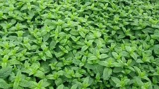 طريقة جيدة في زراعة النعناع 