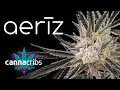 Worlds Largest Aeroponic Cannabis Cultivation!