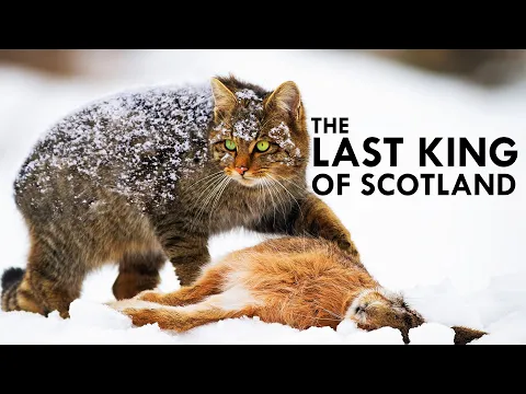 Scottish Wildcat The Highlander Cat