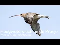 Download Lagu Hoogwatervlucht in de Prunje met o.a. slechtvalk #1635