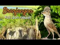 Download Lagu Masteran Burung Branjangan Jawa, Parva, Aliena Full isian  (Mirafra Javanica) | MASTERAN JUARA ❗️