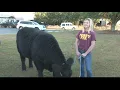 Perry High School students show off their hard work in animal care at the Georgia National Fair