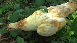 Relaxing sound, chickens in the middle of nature