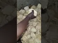 Download Lagu How Ga Kenkey is arranged in pot before cooking at Ga Mashie