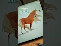How to Draw Horses Belly Shape