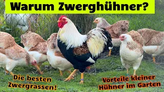 Warum Zwerghühner? Wieso das Zwerghuhn im Garten das bessere Huhn ist + Die besten Zwerghuhn-Rassen