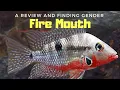 A Beginner Communal Cichlid Fire Mouth Cichlids